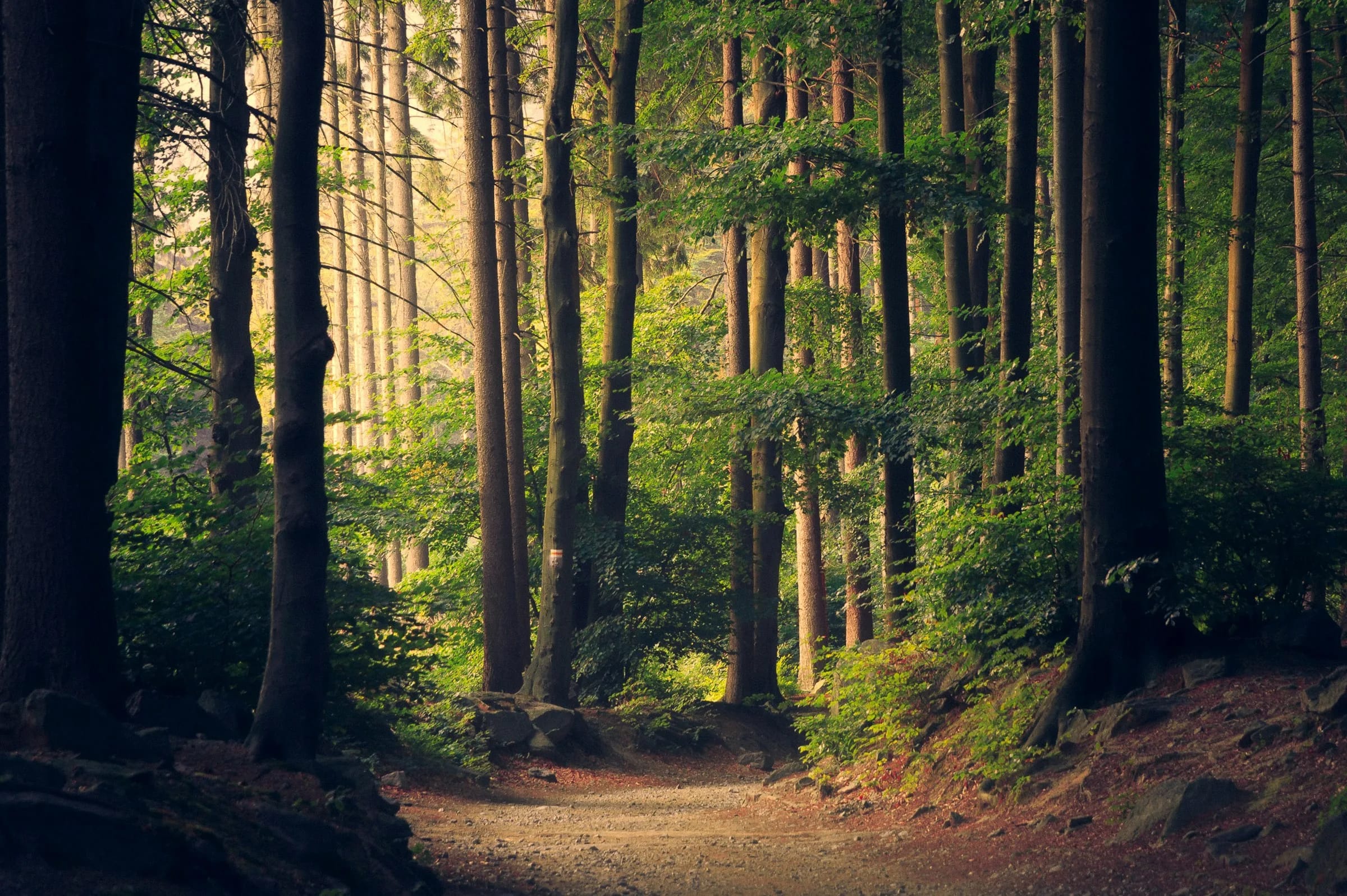 Sunlit walking path through green trees
