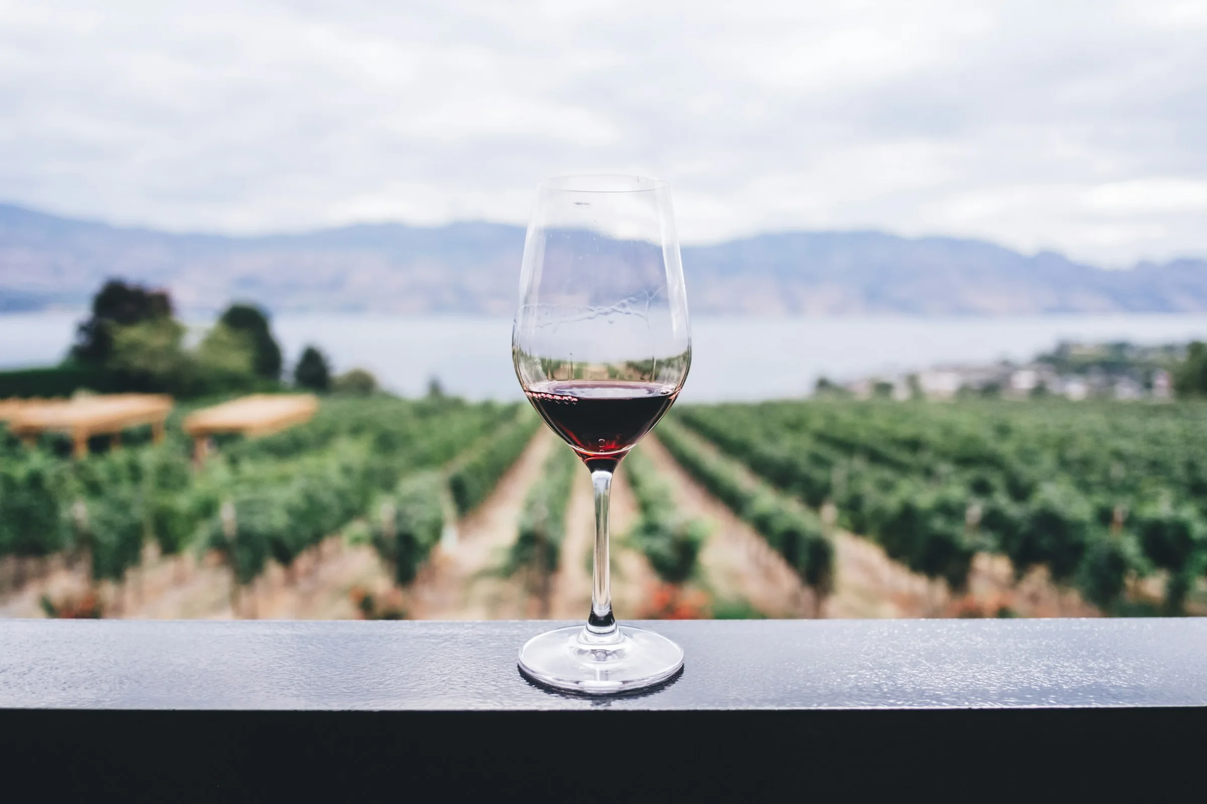 Glass of red wine overlooking vineyard rows