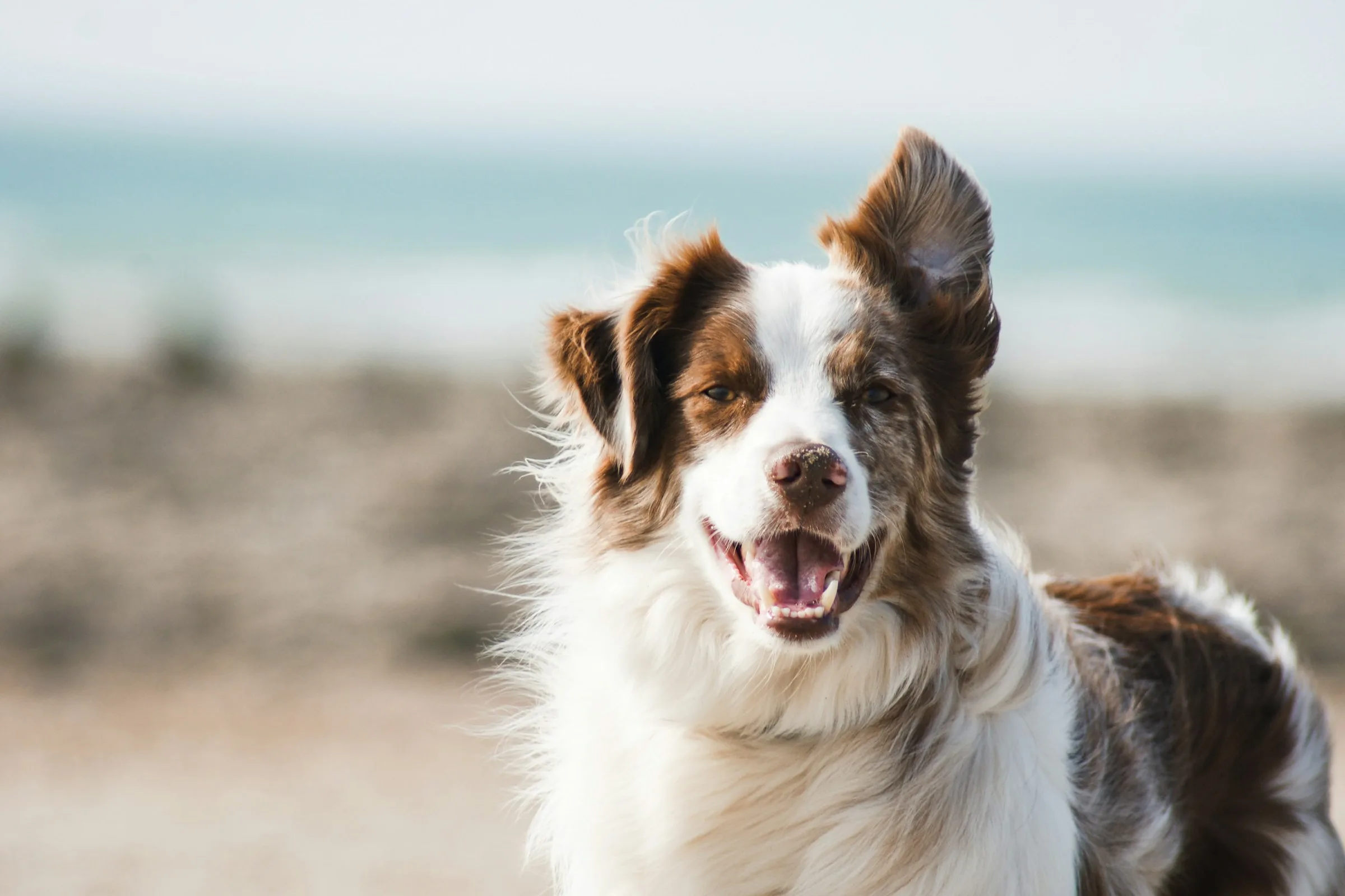 Happy dog looking up, ready for a walk