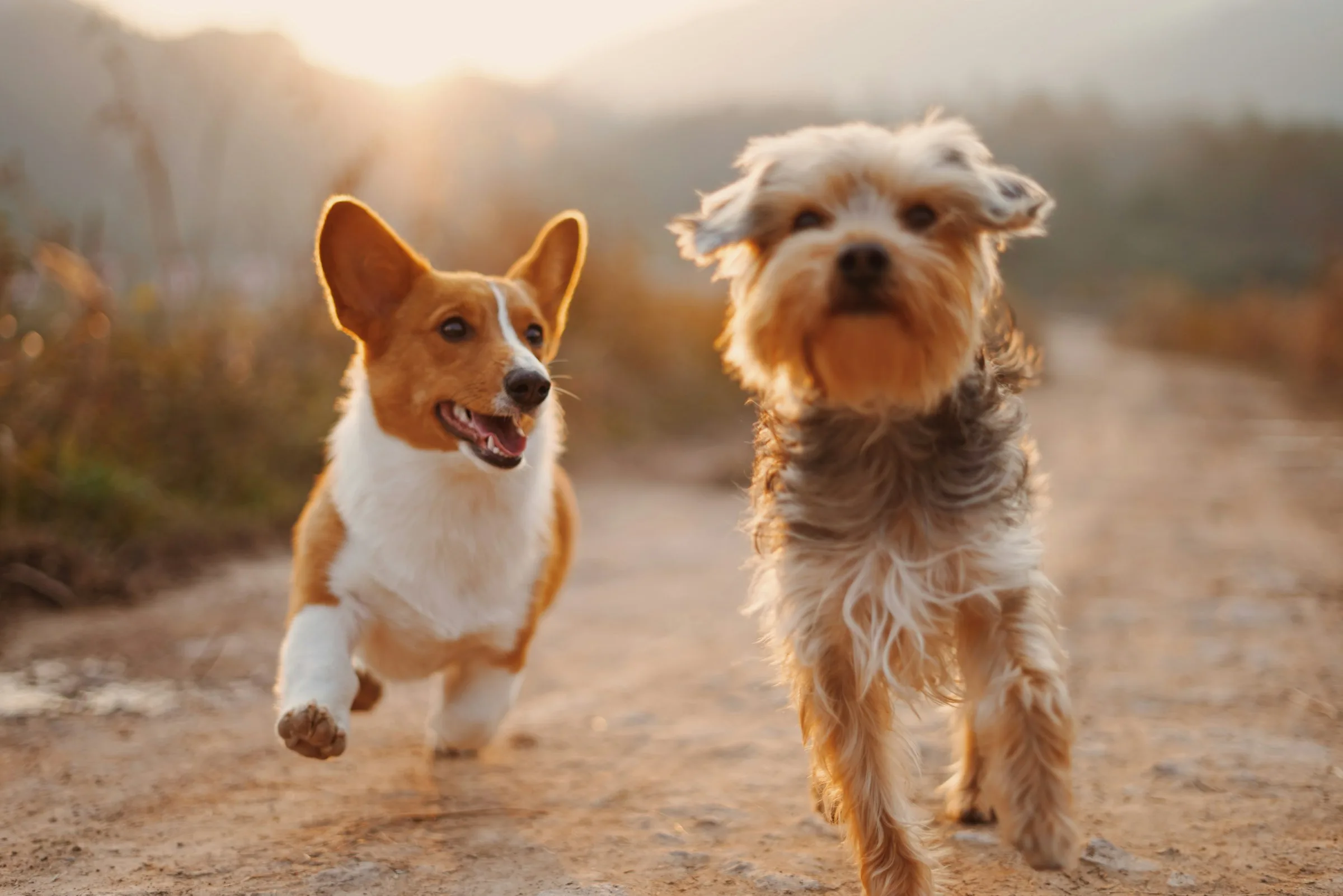 Two small dogs trotting down a path together