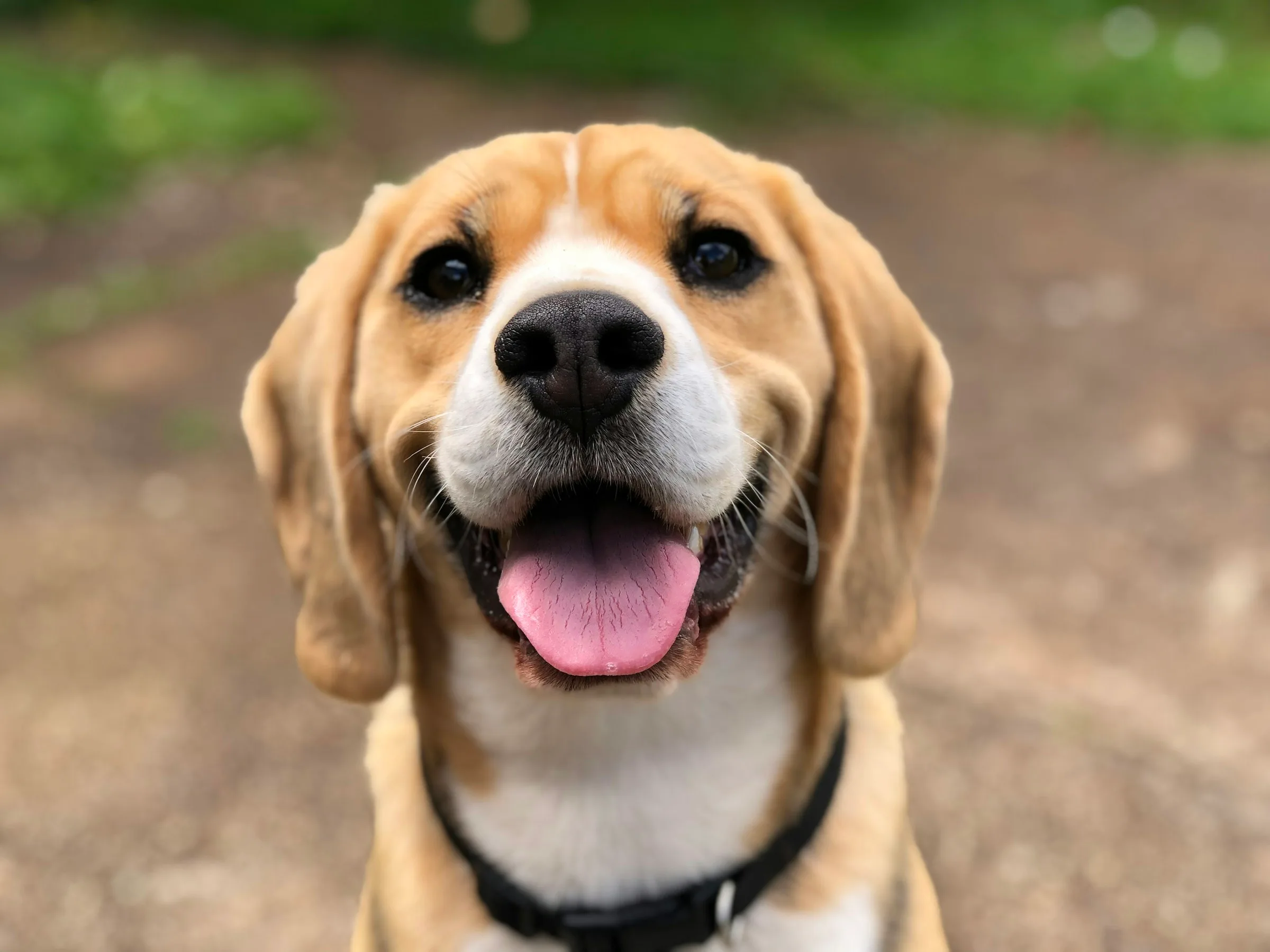Smiling beagle outdoors
